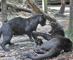 Jaguars-Beliza and Rio200.jpgg